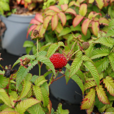 Framboisier (Rubus) illecebrosus