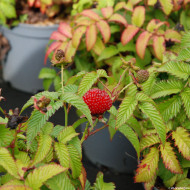 Framboisier (Rubus) illecebrosus