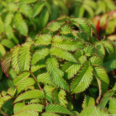 Framboisier (Rubus) illecebrosus