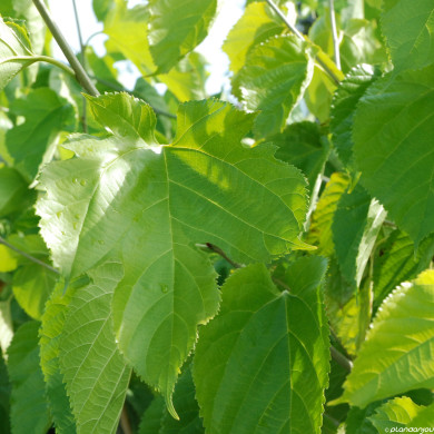 Mûrier à fruits 'Giant Fruit'