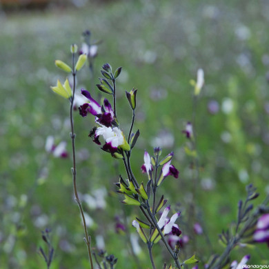 Salvia greggii 'Amethyst Lips'