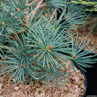 Sciadopitys verticillata