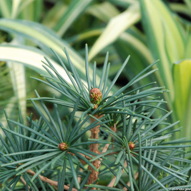 Sciadopitys verticillata