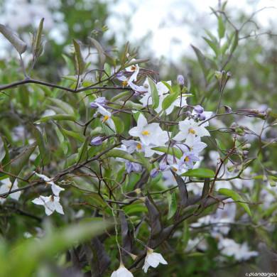 Solanum jasminoides