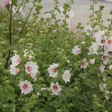 Lavatera 'Barnsley'