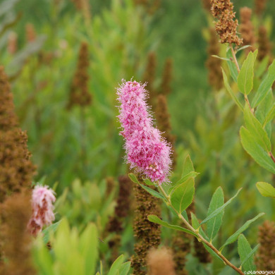 Spiraea x billiardii