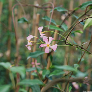 Trachelospermum asiaticum 'Pink Showers'
