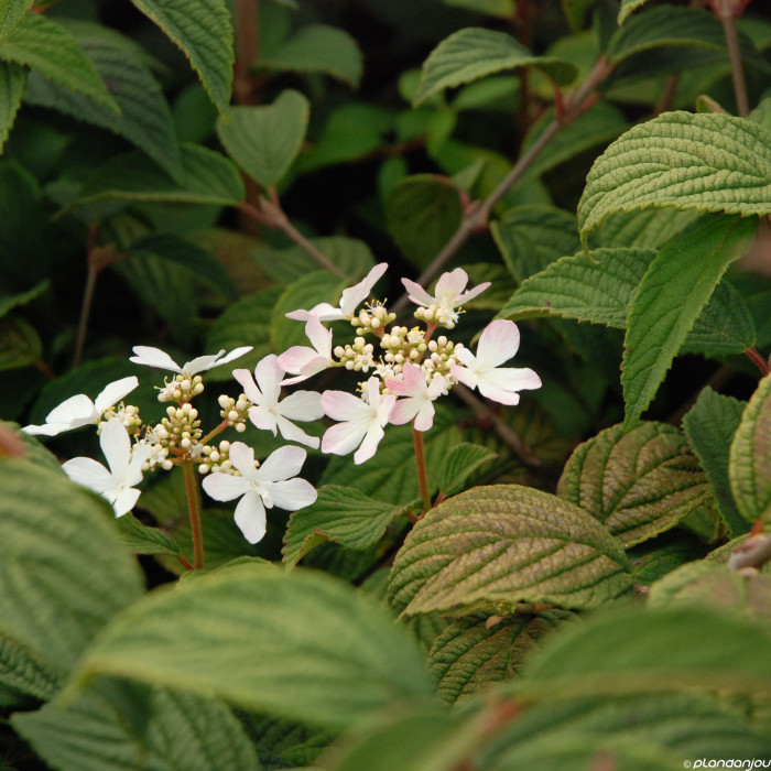 Viburnum plicatum 'Pink Beauty'