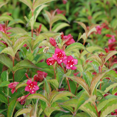 Weigela 'Red Prince'