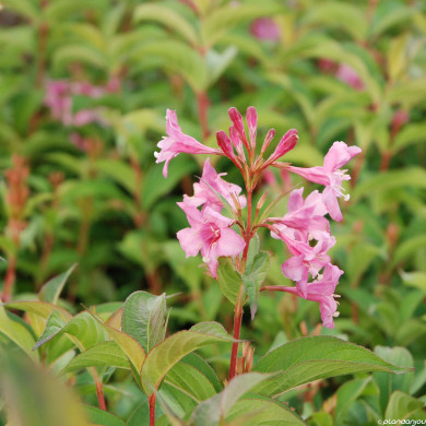Weigela 'Stelzneri'