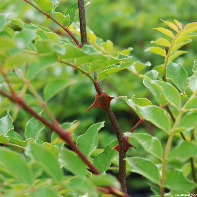 Zanthoxylum simulans