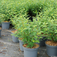 Zanthoxylum beecheyanum