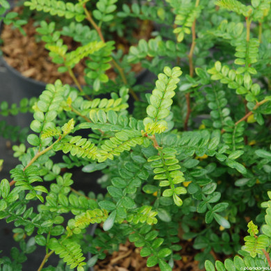 Zanthoxylum beecheyanum