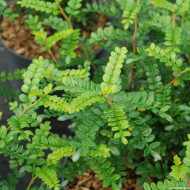 Zanthoxylum beecheyanum