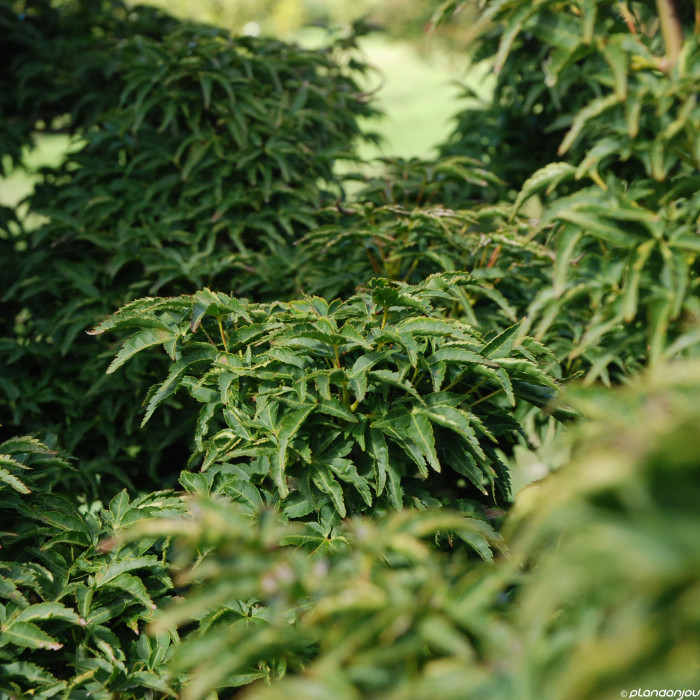 Acer palmatum 'Shishigashira'