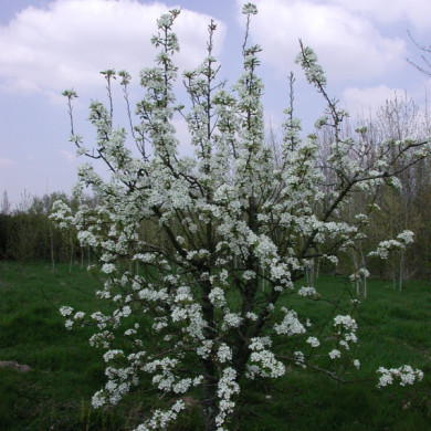 Poirier 'Duc de Bordeaux'