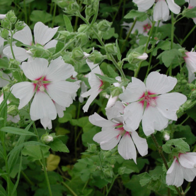 Lavatera 'Barnsley'