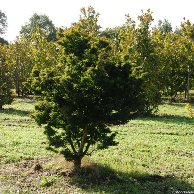 Acer palmatum 'Shishigashira'