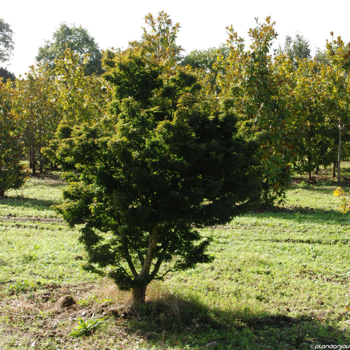 Acer palmatum 'Shishigashira'