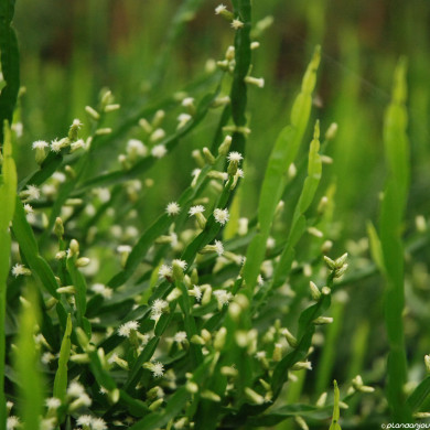 Baccharis genistelloides