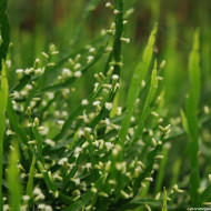 Baccharis genistelloides