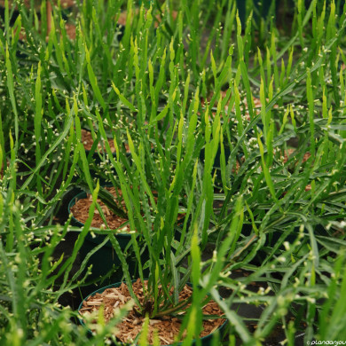 Baccharis genistelloides