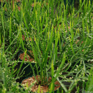 Baccharis genistelloides