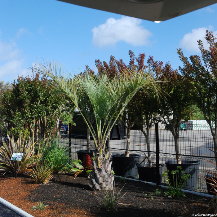 Butia capitata