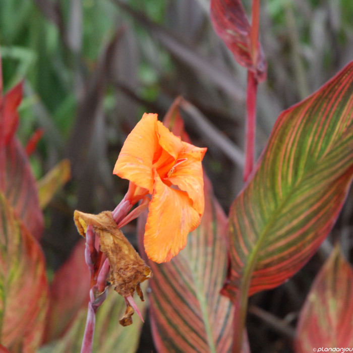 Canna 'Andaloucia'