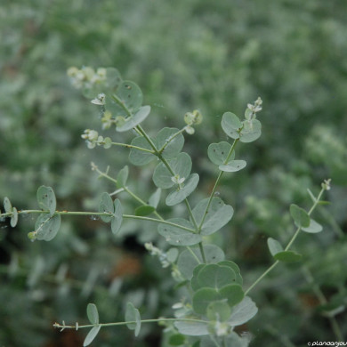 Eucalyptus gunnii Azura® 'Cagire'