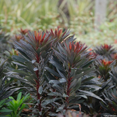 Euphorbia Blackbird® 'Nothowlee'