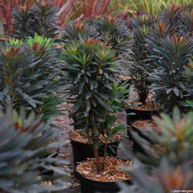 Euphorbia Blackbird® 'Nothowlee'