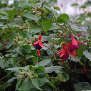 Fuchsia 'Mrs Popple'