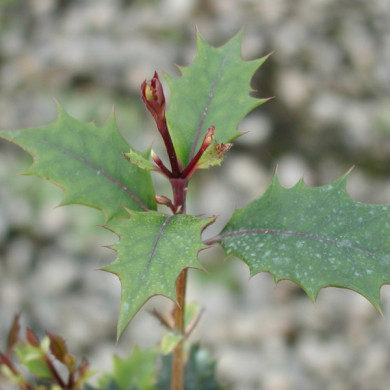 Osmanthus heterophyllus 'Purpureus'