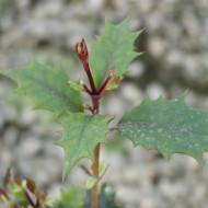 Osmanthus heterophyllus 'Purpureus'