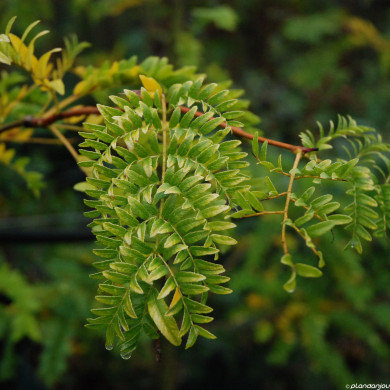 Gleditsia triacanthos 'Sunburst'
