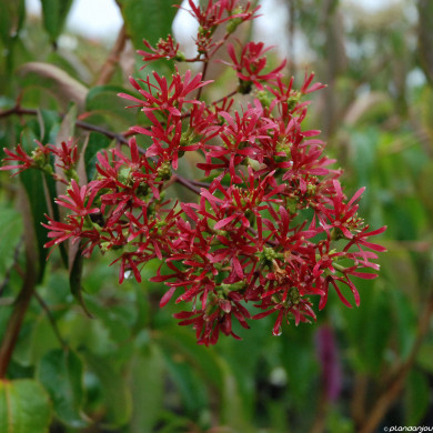 Heptacodium miconioides