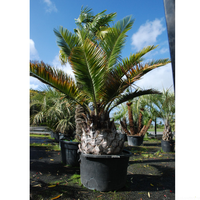 Jubaea chilensis