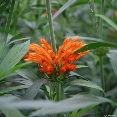 Leonotis leonorus