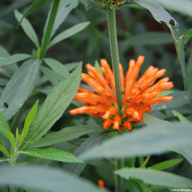 Leonotis leonorus
