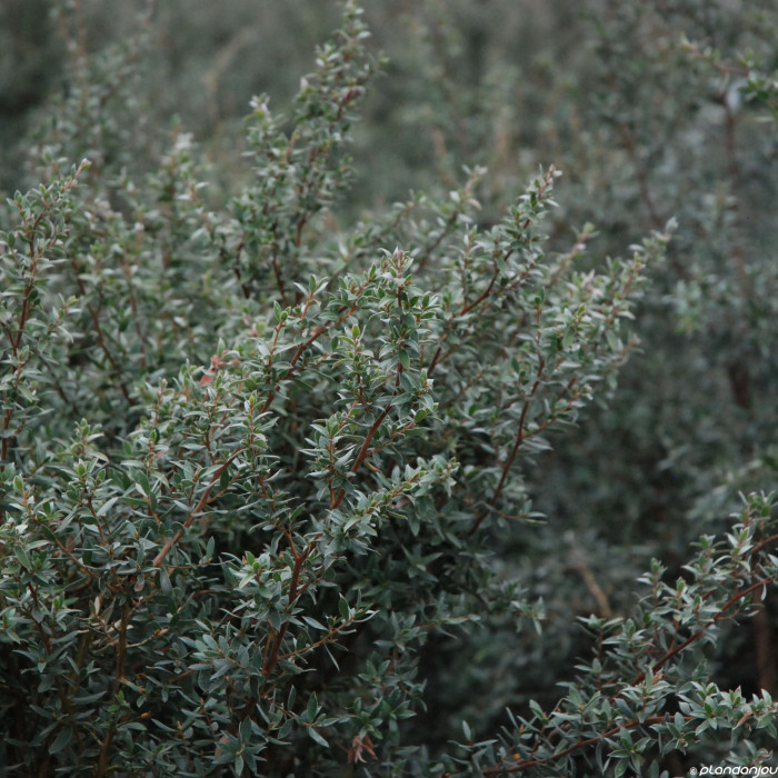 Leptospermum 'Silver Sheen'