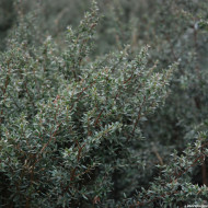 Leptospermum 'Silver Sheen'