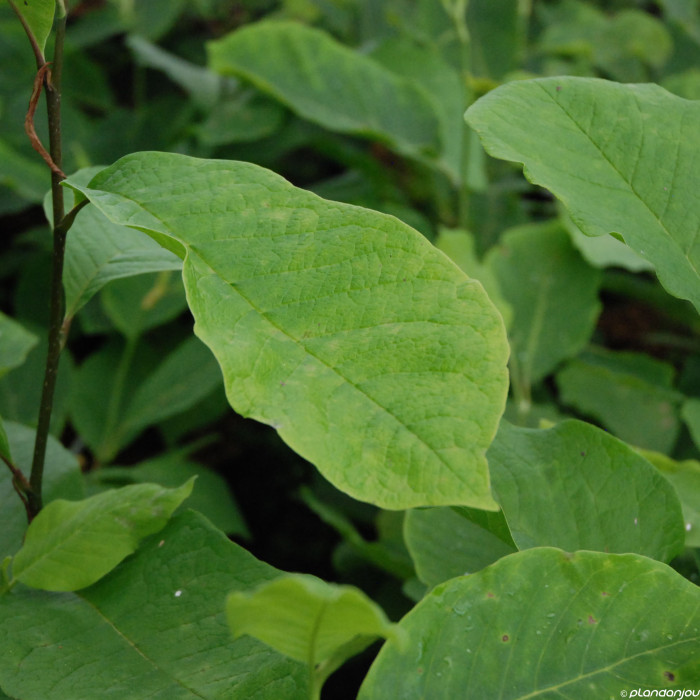 Magnolia Butterflies