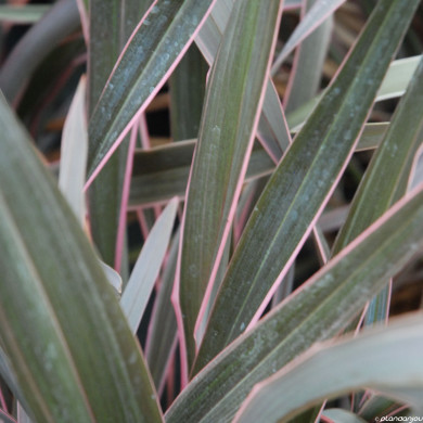 Phormium 'Pink Stripe'