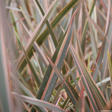 Phormium 'Pink Stripe'