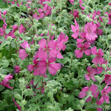 Lavatera 'Burgundy Wine'