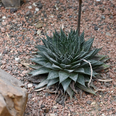 Aloe aristata