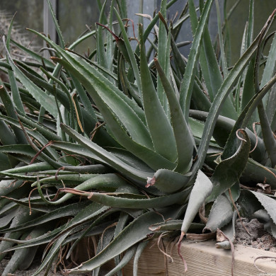 Aloe vera