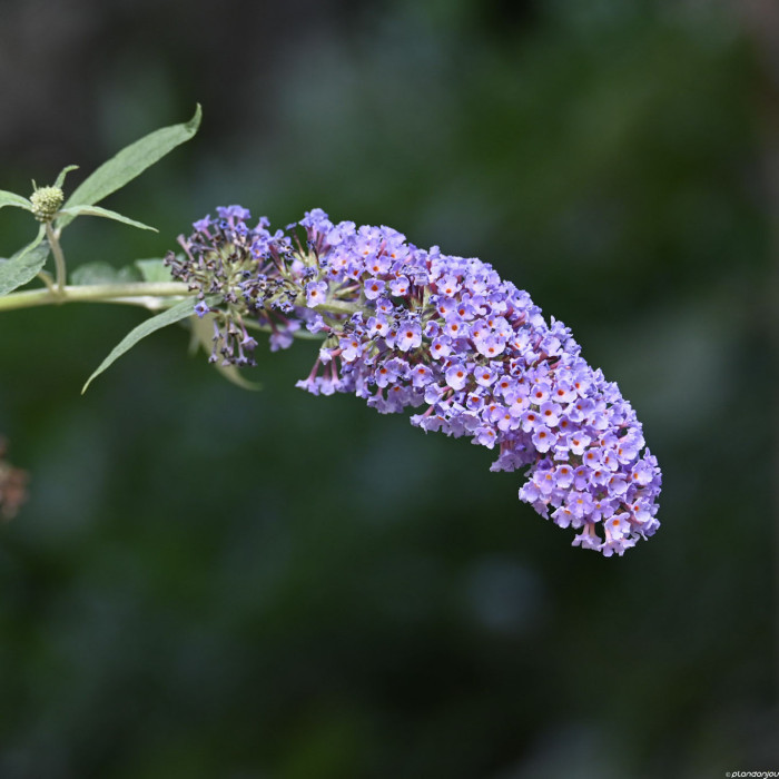 Buddleja davidii 'Nanho Blue'