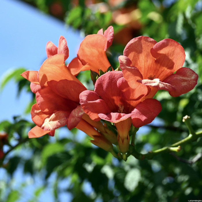 Campsis x tagliabuana 'Mme Galen'